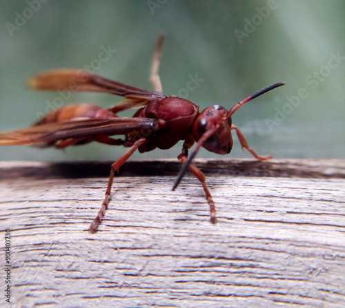 A stunning microphotography shot of a redhead paper wasp (Polistes sp.), showcasing its intricate details as it clings to a glass surface. photo