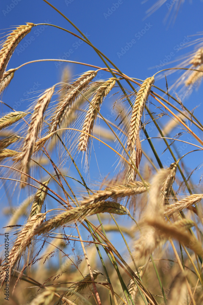 Ears of rye close up with selective focus. Grain ripening on the field. Field of rye. Agriculture. Rural landscape. Concept of growing grain harvest Ears of rye close up with selective focus. Grain ripening on the field. Field of rye. Agriculture. Rural landscape. Concept of growing grain harvest