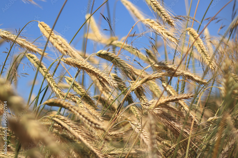 Ears of rye close up with selective focus. Grain ripening on the field. Field of rye. Agriculture. Rural landscape. Concept of growing grain harvest Ears of rye close up with selective focus. Grain ripening on the field. Field of rye. Agriculture. Rural landscape. Concept of growing grain harvest