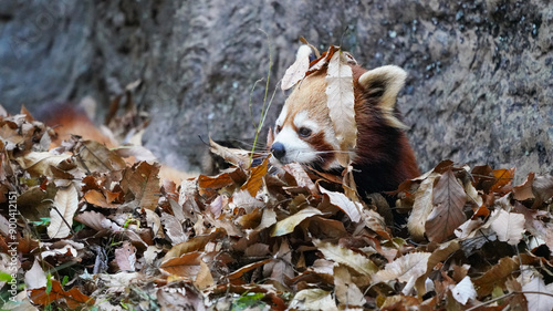 red panda in dry leaves  photo