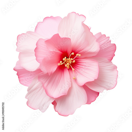 Pink Flower on transparency background