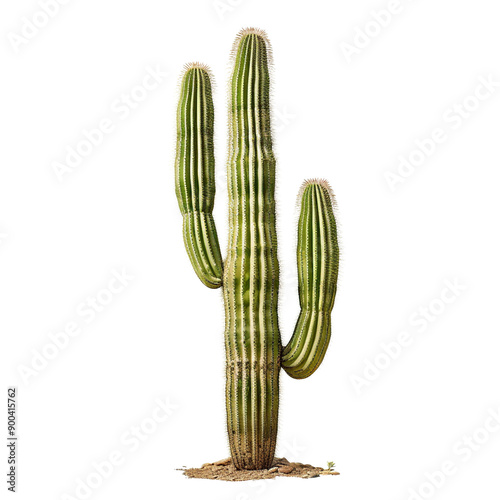 Saguaro Cactus on transparency background photo