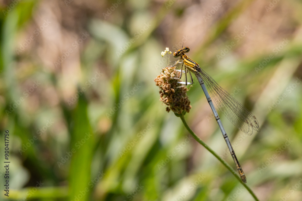 ZAMPALARGA COMUNE LIBELLULA TORRENTE LANDA ZAMPALARGA COMUNE LIBELLULA TORRENTE LANDA