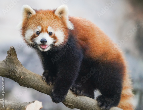 fluffy red panda cub  photo