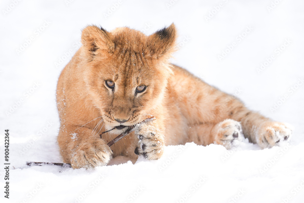 Obraz premium lion cub in snow