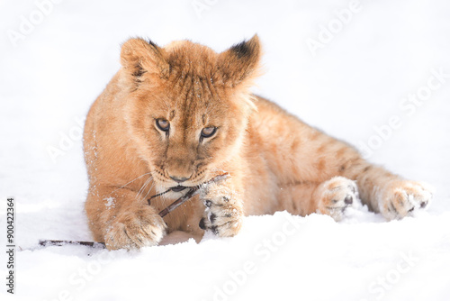 lion cub in snow