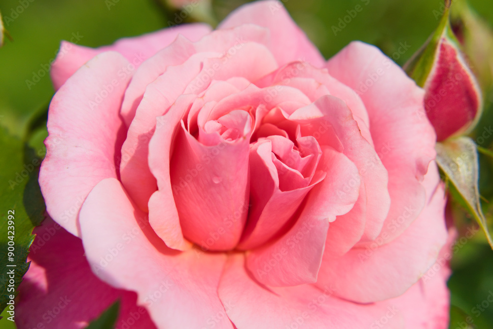 Beautiful pink rose in sunlight