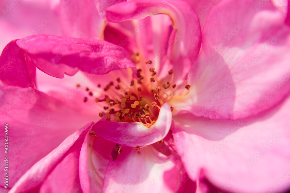 Close up photo of beautiful pink rose. Macro photography of rose anthers
