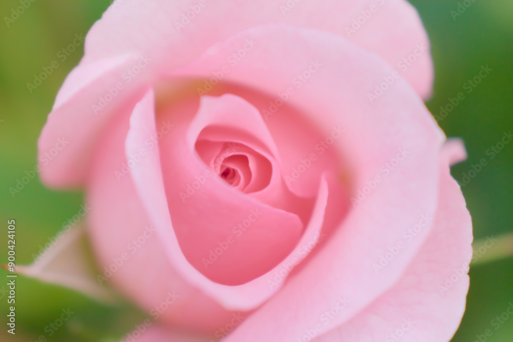 Close up photo of beautiful pink rose