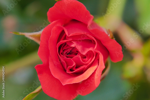 Close up photo of red rose in the garden