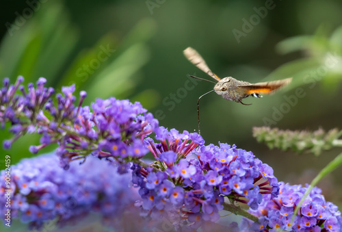 Summer poetic photo. Hummingbird hawk-moth floats around flowering summer lilac (butterfly bush) and sucks a nectar. Macroglossum stellatarum, Buddleia davidii. photo