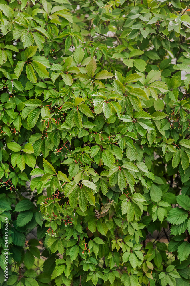 Background, texture of green leaves, grape foliage, ivy. Nature photography.