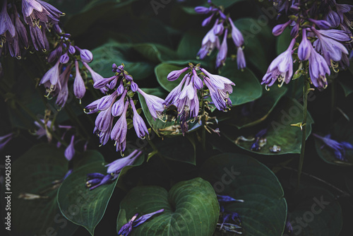  Hosta clausa  flowers gracefully hang over lush green leaves, creating a serene and calming natural scene photo