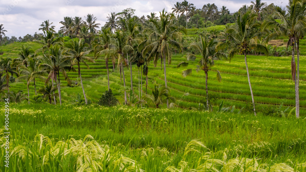 Rice Fiels in Bali Island Rice Fiels in Bali Island