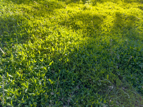 Fragment of the meadow overgrown with knotgrass in evening light photo