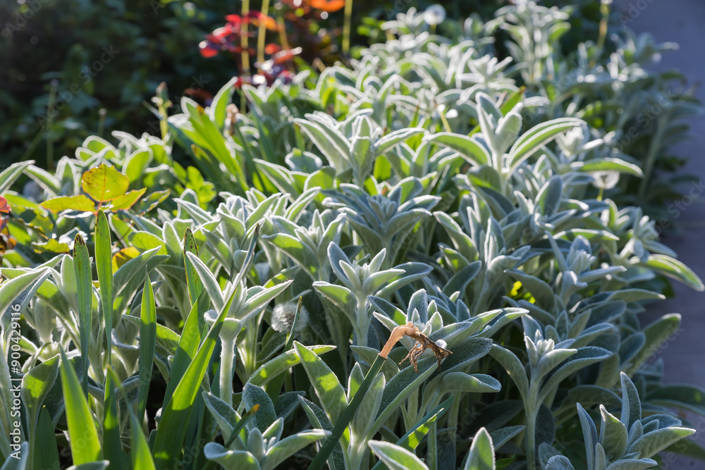 Fototapeta premium Stems of the Stachys byzantina in spring sunny evening backlit