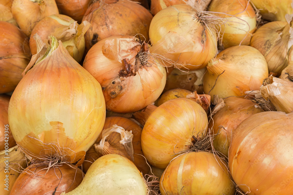Heap of freshly harvested onion close-up Heap of freshly harvested onion close-up