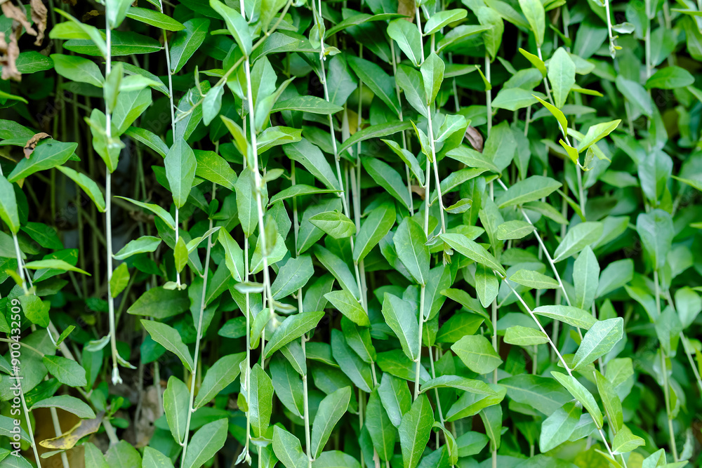Plants with their long branches and many leaves covering the entire wall. Green vines named Lee Kwan Yew or Vernonia Elliptica. Beautiful hanging vines as curtain creeper plant. Plants with their long branches and many leaves covering the entire wall. Green vines named Lee Kwan Yew or Vernonia Elliptica. Beautiful hanging vines as curtain creeper plant.