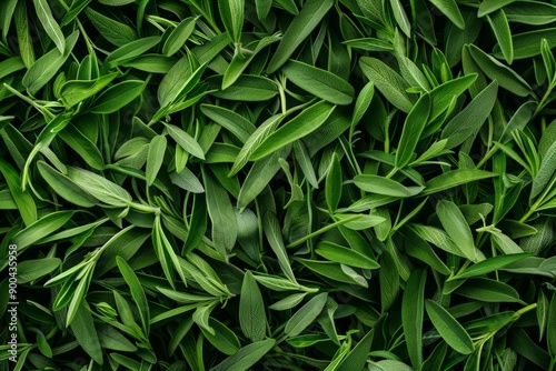 Tarragon texture background, estragon leaf banner, Artemisia dracunculus pattern, fresh herbal leaves