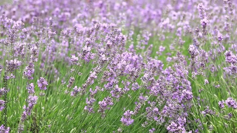 Spring lavender flowers. Lavender flowers close up. Beautiful nature landscape. Lavender field. Purple lavender flowers with selective focus. Aromatherapy Spring lavender flowers. Lavender flowers close up. Beautiful nature landscape. Lavender field. Purple lavender flowers with selective focus. Aromatherapy