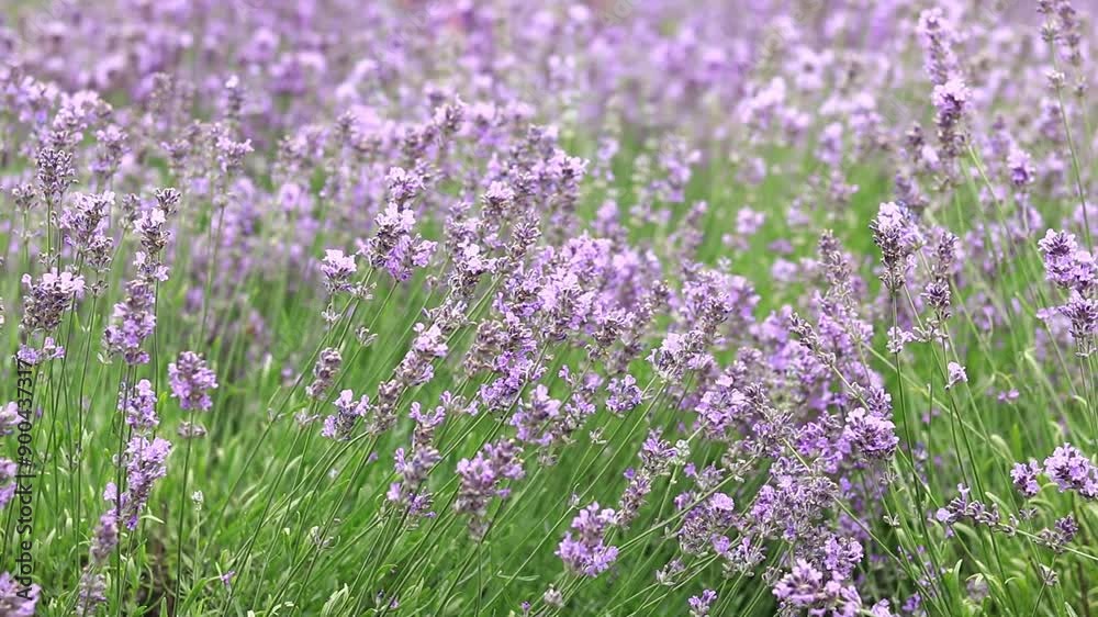 Spring lavender flowers. Lavender flowers close up. Beautiful nature landscape. Lavender field. Purple lavender flowers with selective focus. Aromatherapy Spring lavender flowers. Lavender flowers close up. Beautiful nature landscape. Lavender field. Purple lavender flowers with selective focus. Aromatherapy