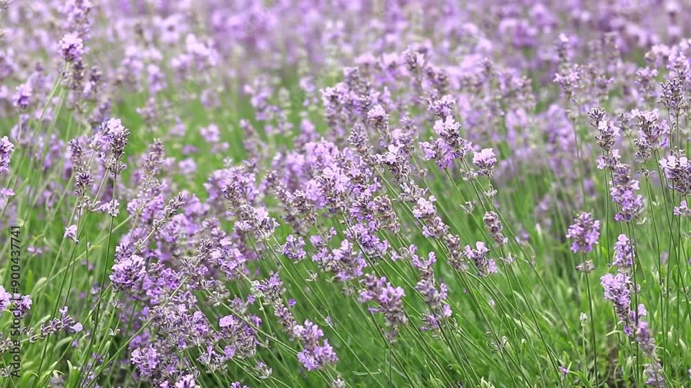 Spring lavender flowers. Lavender flowers close up. Beautiful nature landscape. Lavender field. Purple lavender flowers with selective focus. Aromatherapy Spring lavender flowers. Lavender flowers close up. Beautiful nature landscape. Lavender field. Purple lavender flowers with selective focus. Aromatherapy
