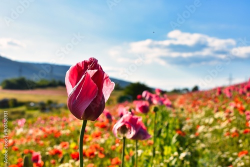 Germany Hesse Poppy fields and landscape in summer 2024
