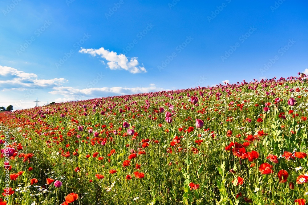 Germany Hesse Poppy fields and landscape in summer 2024 Germany Hesse Poppy fields and landscape in summer 2024