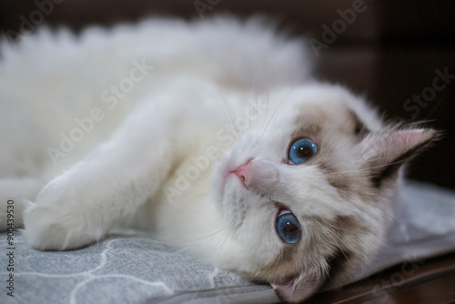 Cute, Ragdoll cat lying on the blanket, looking at the camera. 7 months old photo