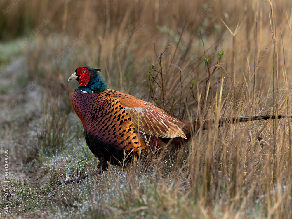 Fototapeta premium Fasanenhahn im Morgentau