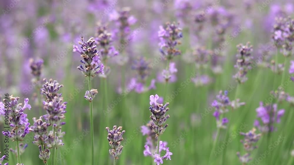 Spring lavender flowers. Lavender flowers close up. Beautiful nature landscape. Lavender field. Purple lavender flowers with selective focus. Aromatherapy Spring lavender flowers. Lavender flowers close up. Beautiful nature landscape. Lavender field. Purple lavender flowers with selective focus. Aromatherapy