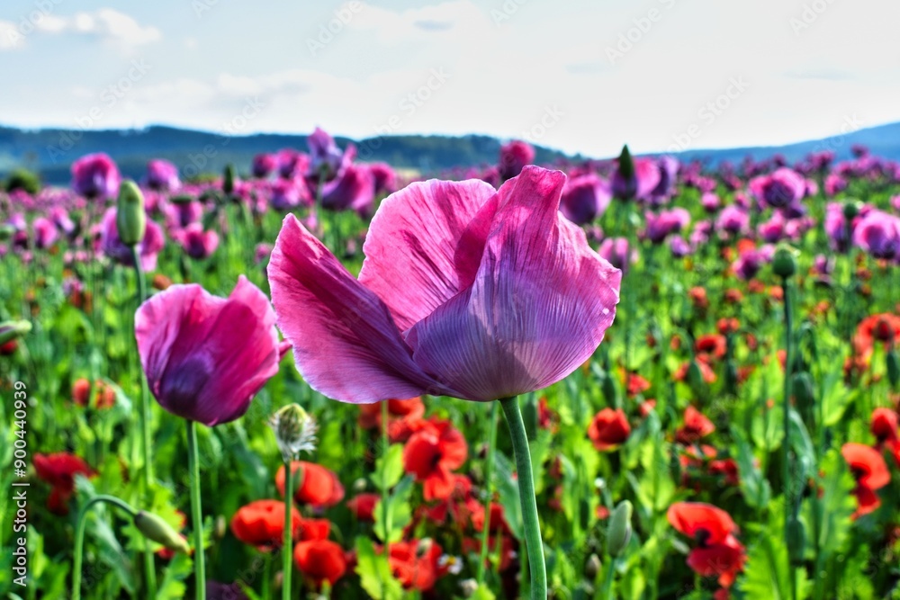 Germany Hesse Poppy fields and landscape in summer 2024