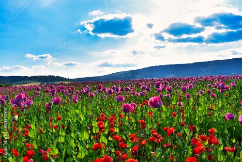 Germany Hesse Poppy fields and landscape in summer 2024