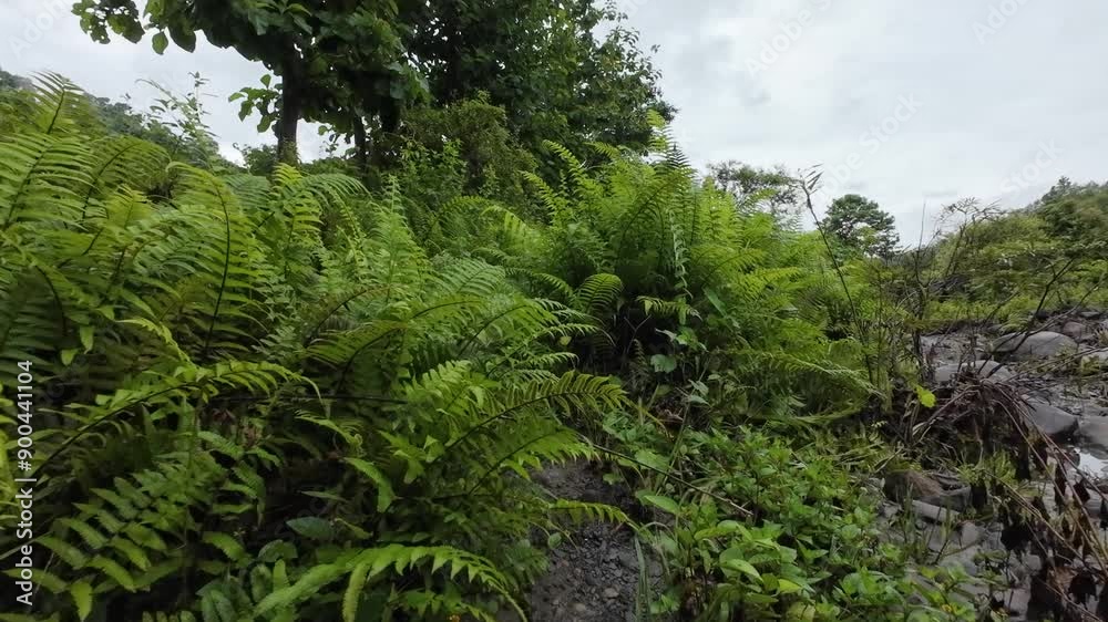 fern in the forest fern in the forest