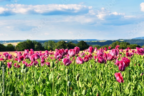 Germany Hesse Poppy fields and landscape in summer 2024