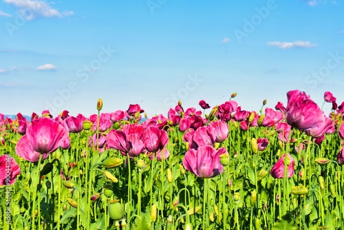 Germany Hesse Poppy fields and landscape in summer 2024