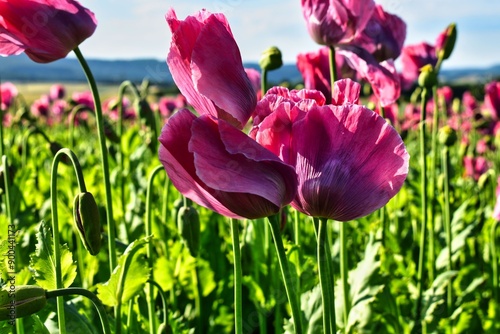 Germany Hesse Poppy fields and landscape in summer 2024