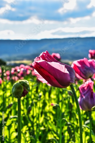 Germany Hesse Poppy fields and landscape in summer 2024