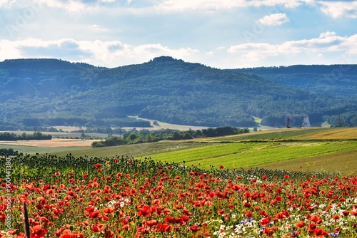 Germany Hesse Poppy fields and landscape in summer 2024