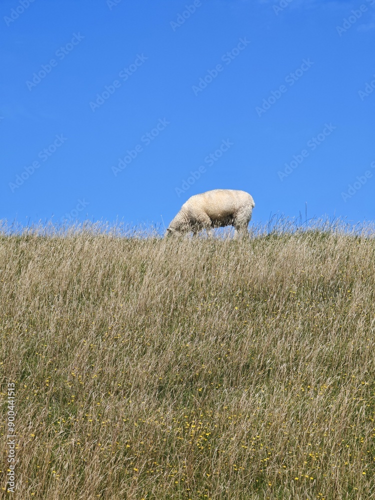 Obraz premium Deichschaf