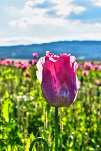 Germany Hesse Poppy fields and landscape in summer 2024