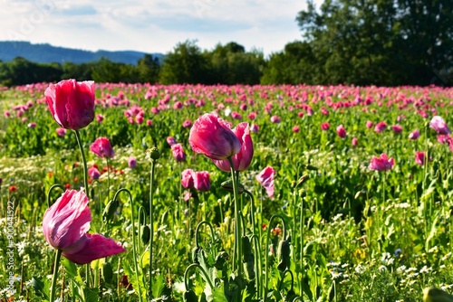 Germany Hesse Poppy fields and landscape in summer 2024
