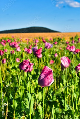 Germany Hesse Poppy fields and landscape in summer 2024