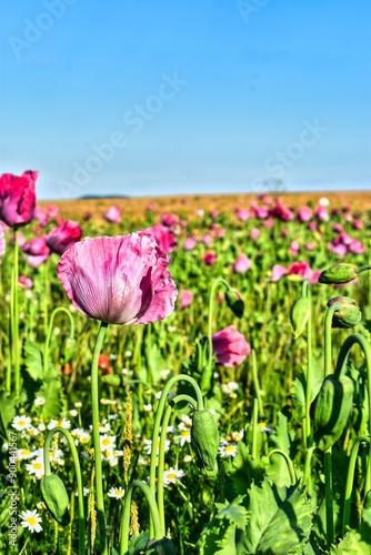 Germany Hesse Poppy fields and landscape in summer 2024
