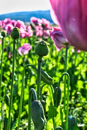 Germany Hesse Poppy fields and landscape in summer 2024