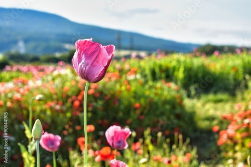 Summer 2024 Poppies, wheat and cannabis fields in Hesse Germany