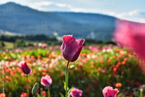 Summer 2024 Poppies, wheat and cannabis fields in Hesse Germany