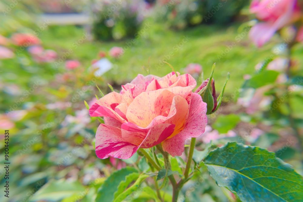 Beautiful pink and orange spotted rose in the garden