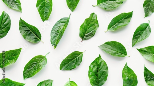 A collection of green leaves arranged on a white surface