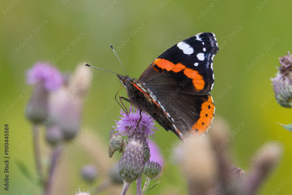 The red admiral (Vanessa atalanta) butterfly The red admiral (Vanessa atalanta) butterfly